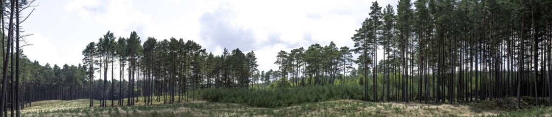 Polish wild forest - panorama of Kampinos National Park, Poland