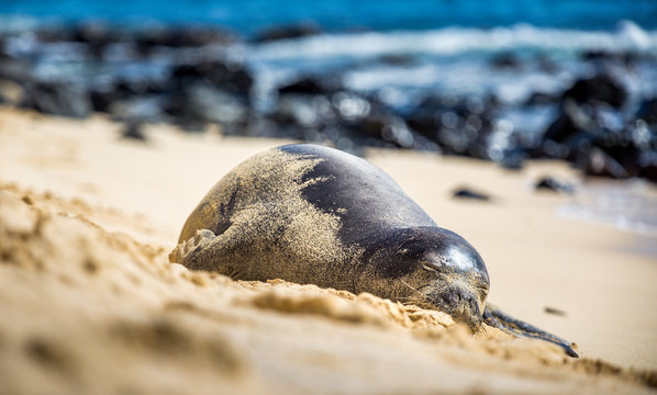 Hawaiian monkseal sleeping on the beach rocks on Mokulua island.