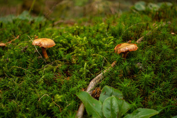 Brown and yellow mushrrom on green moss in forest