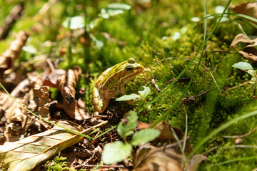 Small frog in a forest