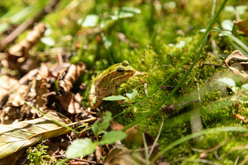 Small frog in a forest