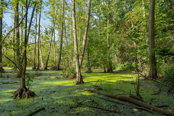 Fototapeta premium Beautiful forest in Germany