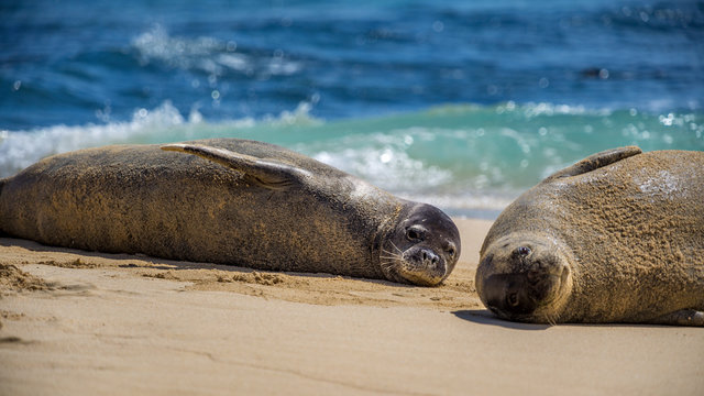 Two hawaiian monk seals looking into the camera on Mokulua island.