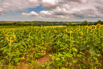 Fototapeta na wymiar Sunflowers plantation. Atlantic Pyrenees France