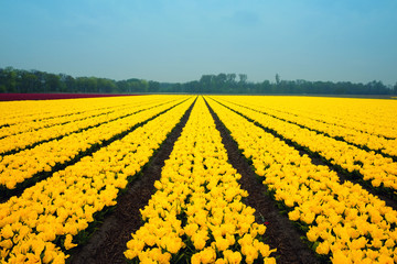 Yellow tulip field in Holland. Rows of blooming flowers against blue spring sky in Netherlands.
