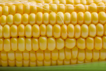 Fresh corn close up Background