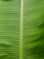 Banana leaves, Texture background of backlight fresh green Leaf.