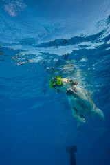 Fototapeta na wymiar dog under water