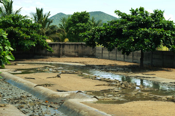 Fototapeta premium Tiny african crocodiles at the farm surrounded by trees and mountains in Malawi in Africa