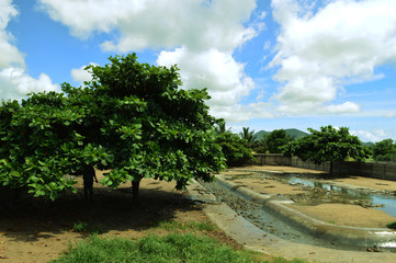 Sunny day at the farm with crocodiles in Malawi in Africa
