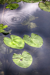 NENUFARES EN AGUA