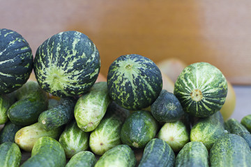 Organic tomatoes, fresh cucumber and unripe watermelon
