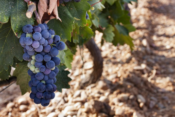 RACIMO DE UVAS