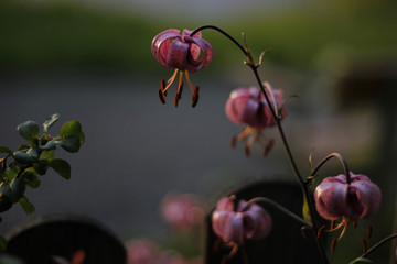 Martagon Lily