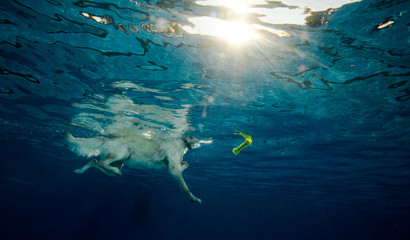 dog under water