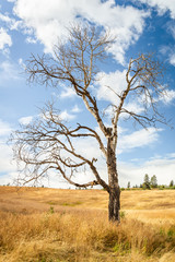Aspen Snag on Grasslands
