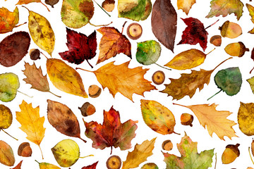 watercolor acorns and fall leaves - 222212929