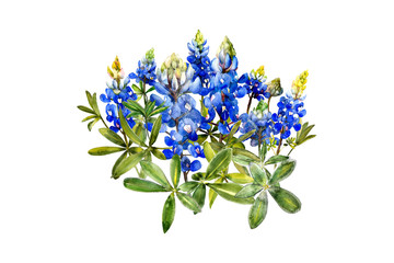watercolor bluebonnets wildflowers design - 222212943