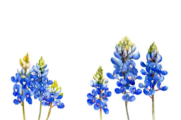 watercolor bluebonnets wildflowers - 222212972