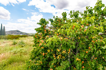 Fototapeta na wymiar Many apricots grow on a tree in the garden.