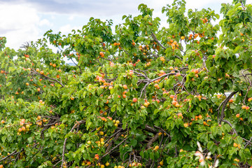 Many apricots grow on a tree in the garden.