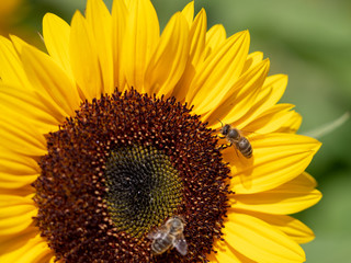 Flei&szlig;ige Biene