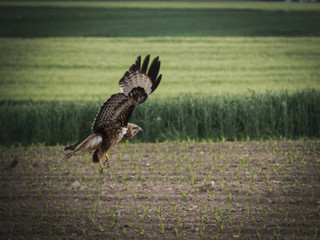 Vogel flieg