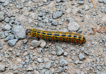 Buff tip moth caterpillar