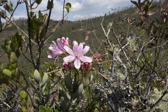 FLOR ROSADA DE CAMPO
