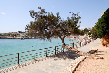 Gnarly old tree overlooking Porto Cristo beach, Mallorca