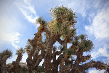 joshua tree 1