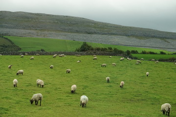 Fototapeta na wymiar Sheep of Moher
