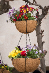 Two flower pots hanging on small chains