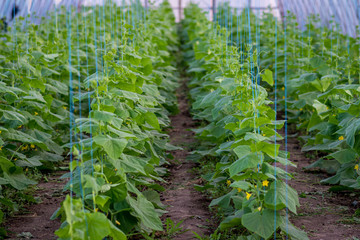 Cultivation of cucumbers in a greenhouse. Technology of agriculture