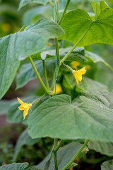 Young shoots of cucumber fruits after flowering