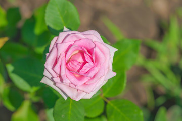 Pink rose, close-up picture of a flower