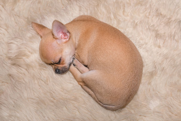 The Chihuahua puppy fell asleep on the shaggy carpet