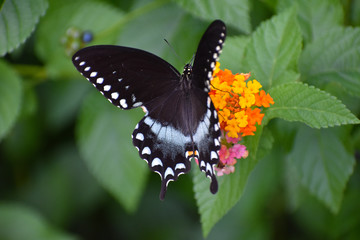 Spicebush Swallowtail