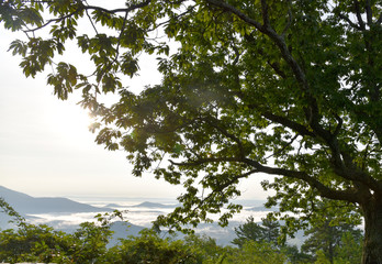 trees and sky mountain mist