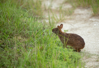bunny prepares to make a quick escape