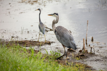 great blue heron hunts on the banks of the wetlands