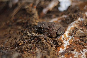 Toad
