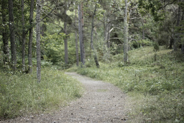 The Path