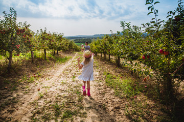 The girl in hat runs with sweet apple to her father and little sister in the apple orchard