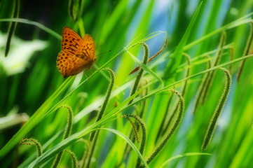 Schmetterling