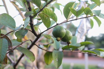 Fresh green small guava on guava tree