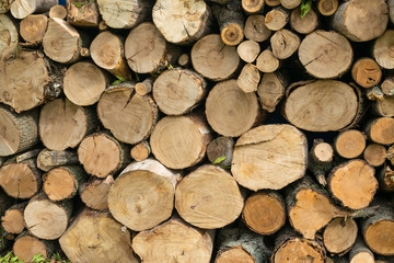 Stocking up of firewood. Pile of round wood logs ready for winter , Stack of firewood. Spruce wood background