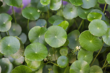 Fresh Green Asiatic pennywort, Indian pennywort, Gotu kola