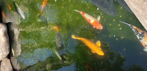 Koi Fish