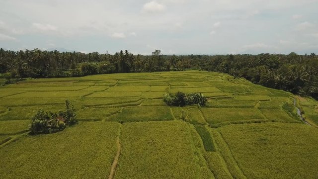 Aerial view of rice terrace field, farmlands, Bali, Indonesia. Rice plantation,terrace, agricultural land of farmers. 4K video, Aerial footage
